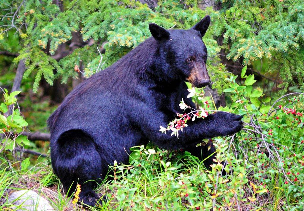Photos: Beware Bobcat, Bears Spotted Near Hudson Valley Homes