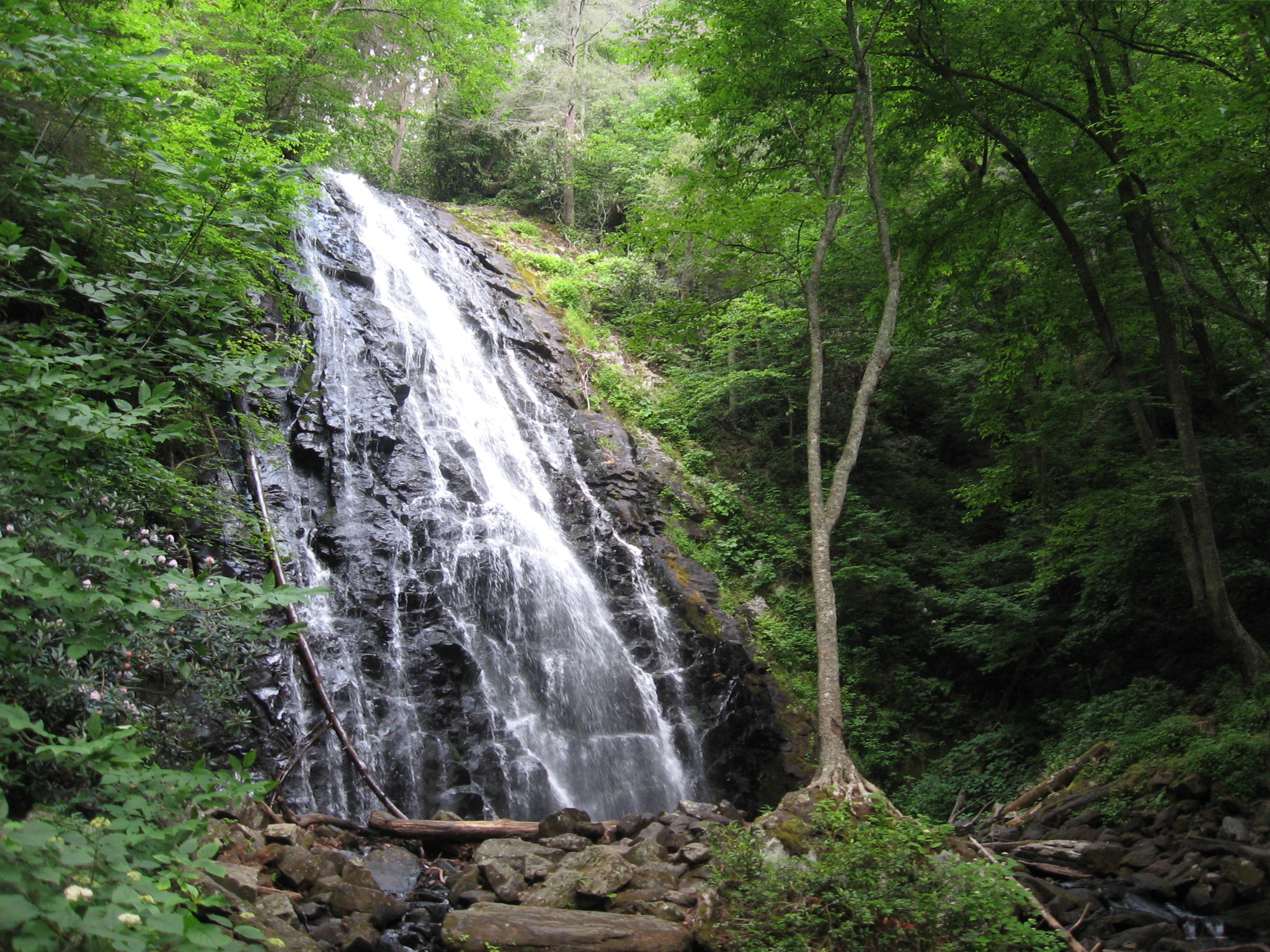 May Flowers And Spring Beauty In Asheville Greybeard Rentals